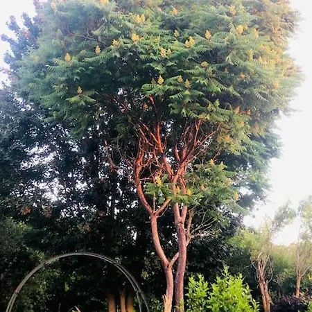 Apartament Maison Cosy & Son Jardin *